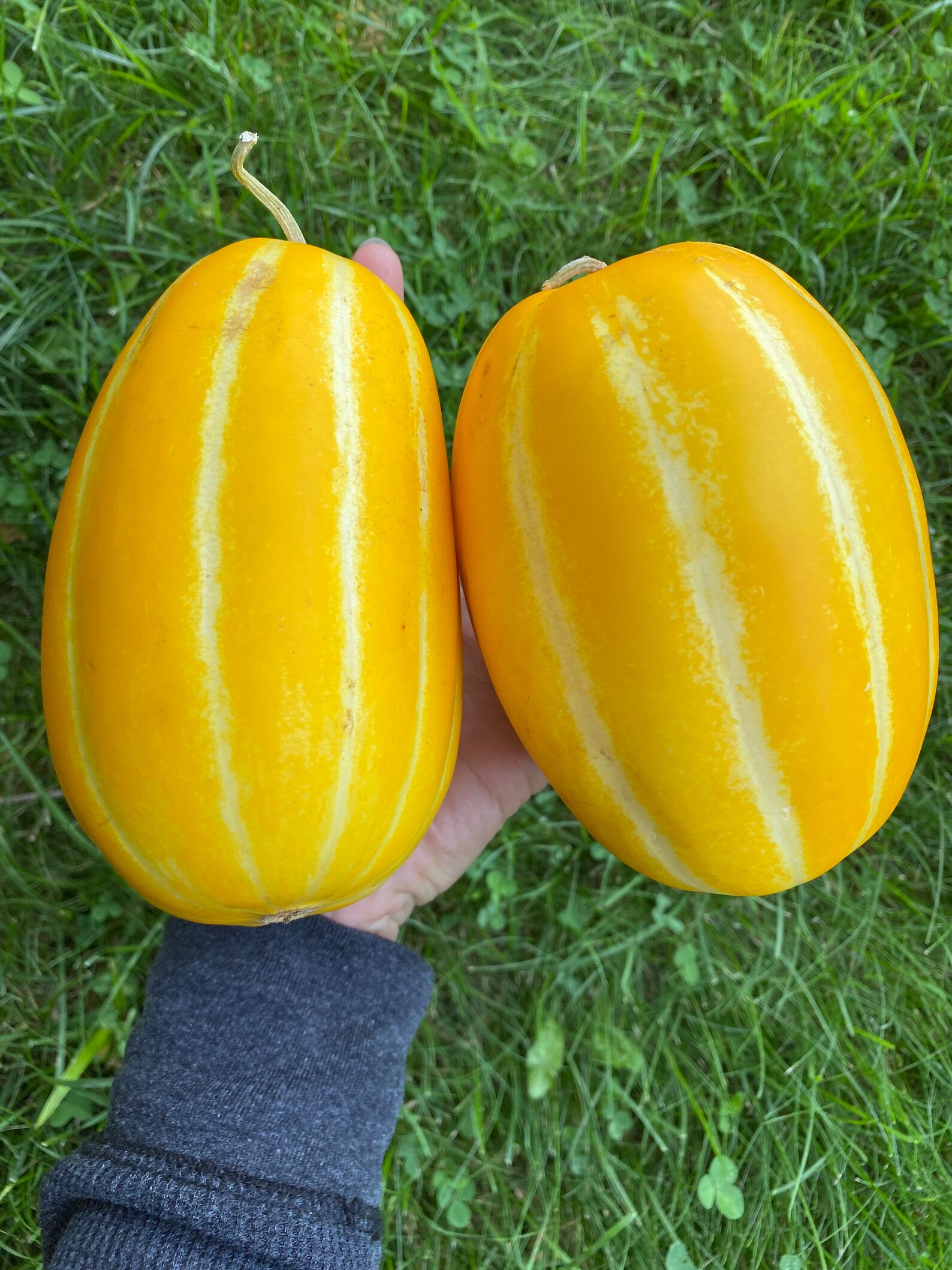 Korean Melon Seeds Melon Ginkaku Hybrid Seeds Etsy