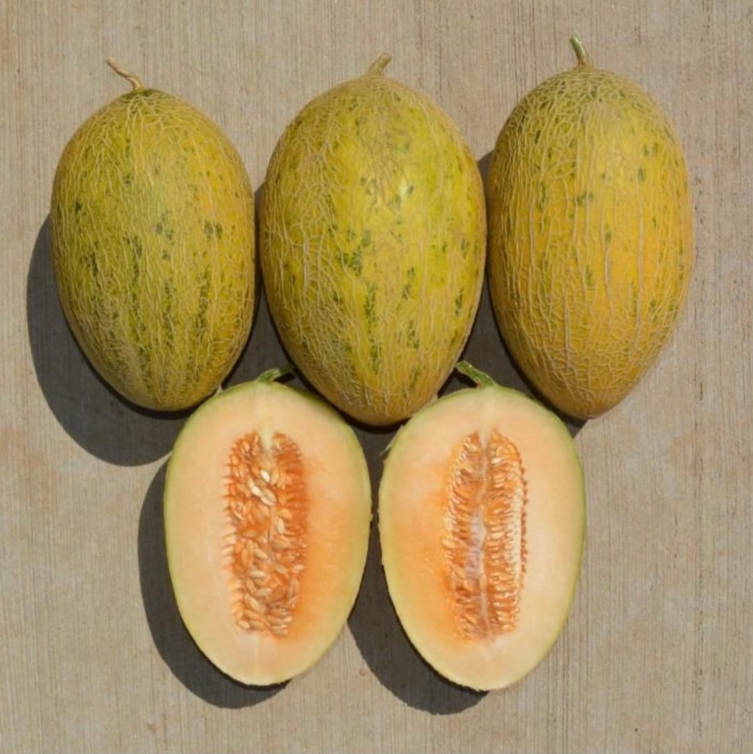 Hami Melon Seeds Sweet Chinese Melons 10 Seeds Etsy