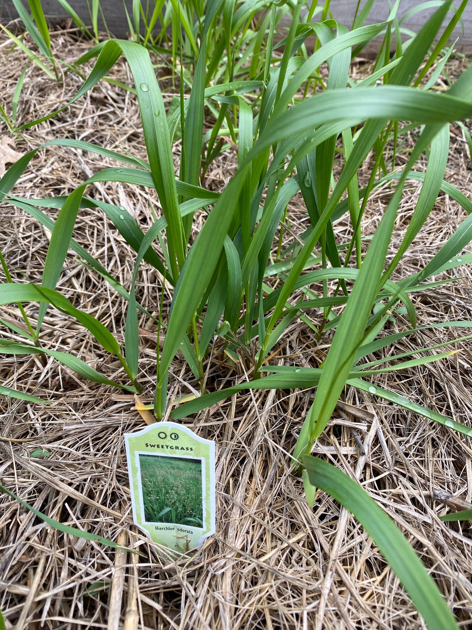 Sweet Grass Hierochloe odorata Bare Root Plant 5 bare roots Etsy
