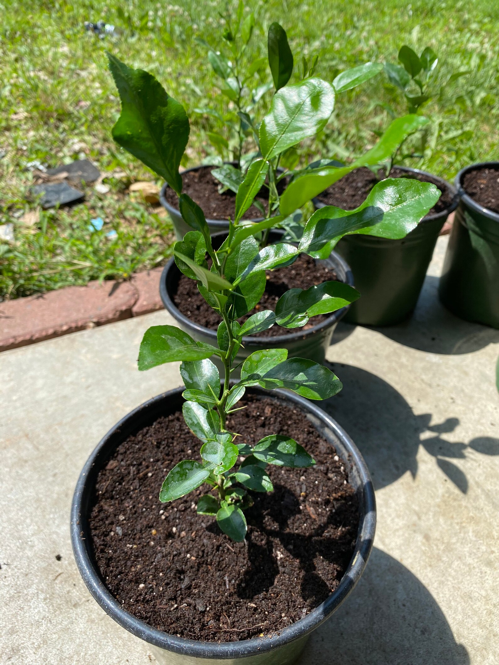 Kaffir Lime Tree 812 Tall Inches Citrus Hystrix Makrut Lime Etsy