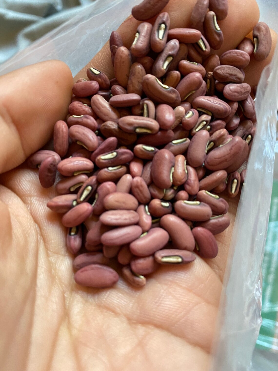 Yard Long Bean Dark Green Seeds Etsy