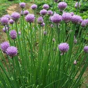 Common Chives Seeds