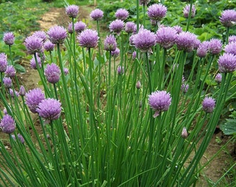 Common Chives Seeds