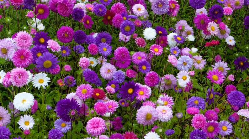 Powder Puff China Aster Mix Seeds - Etsy