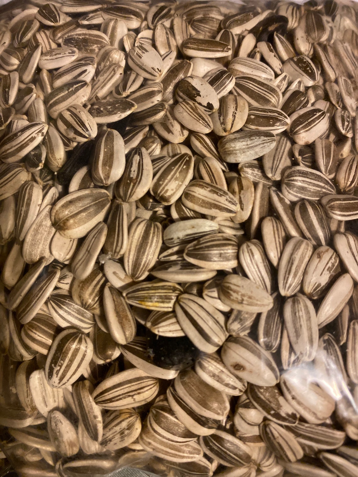 Russian Mammoth Sunflower Seeds 10 Seeds Etsy