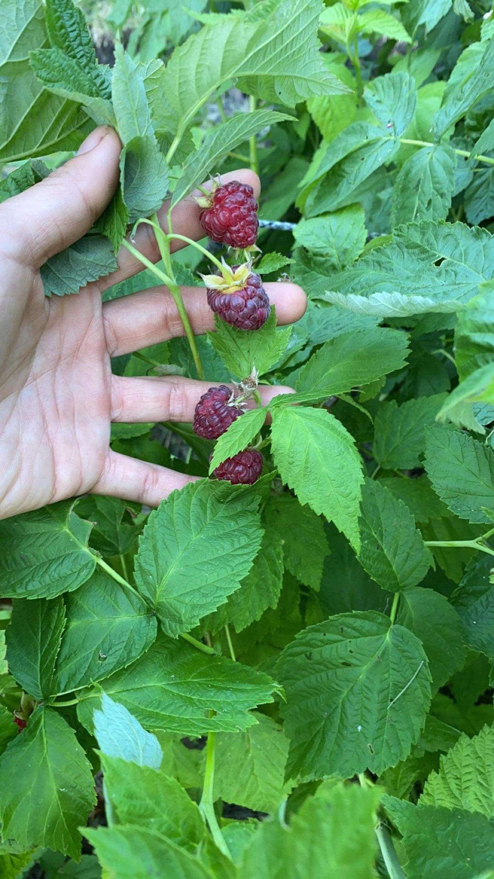 Joan J Fall Bearing Raspberry Bare Root 2 Bare Roots Etsy