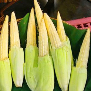 Japanese Hulless Baby Corn Seeds,Mini corn