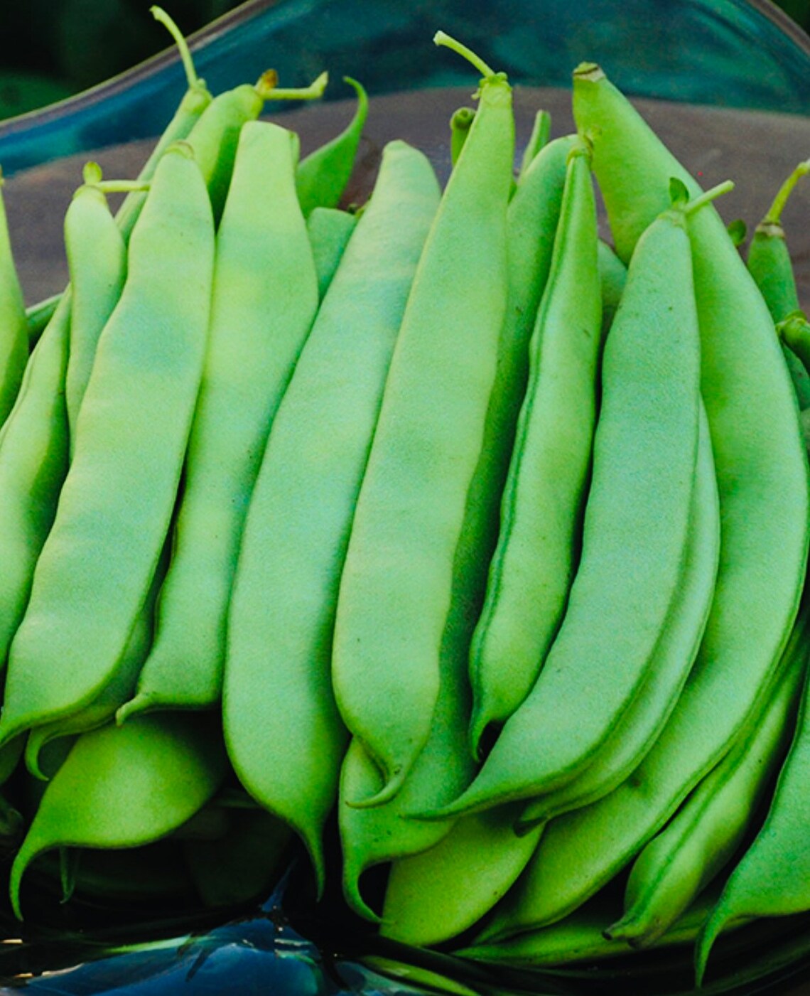 Roma II Green Bush Bean Seeds Etsy