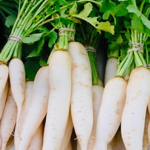 Daikon Radish Seeds