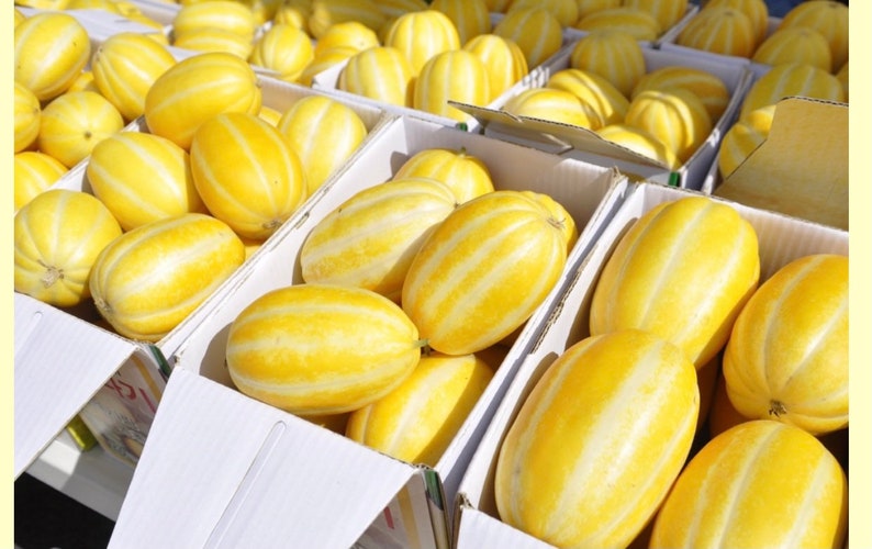 Geumbo Korean Melon Seed 5 Seeds Etsy