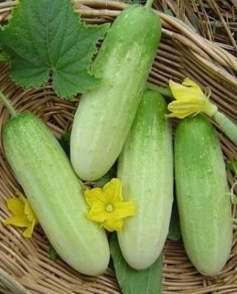 Mexican Sour Gherkin (Cucamelon) Cucumber Seeds - Heirloom – Hometown Seeds