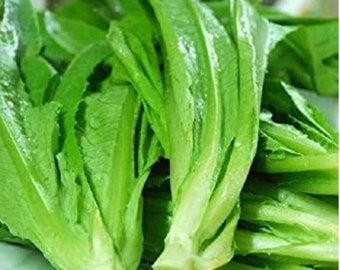 Lettuce Taiwanese New Yu Mai Seeds (Asian vegetable)