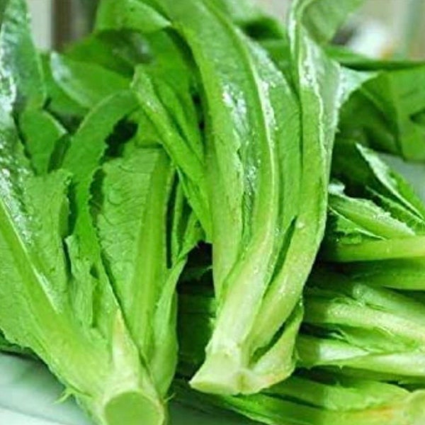 Lettuce Taiwanese New Yu Mai Seeds (Asian vegetable)