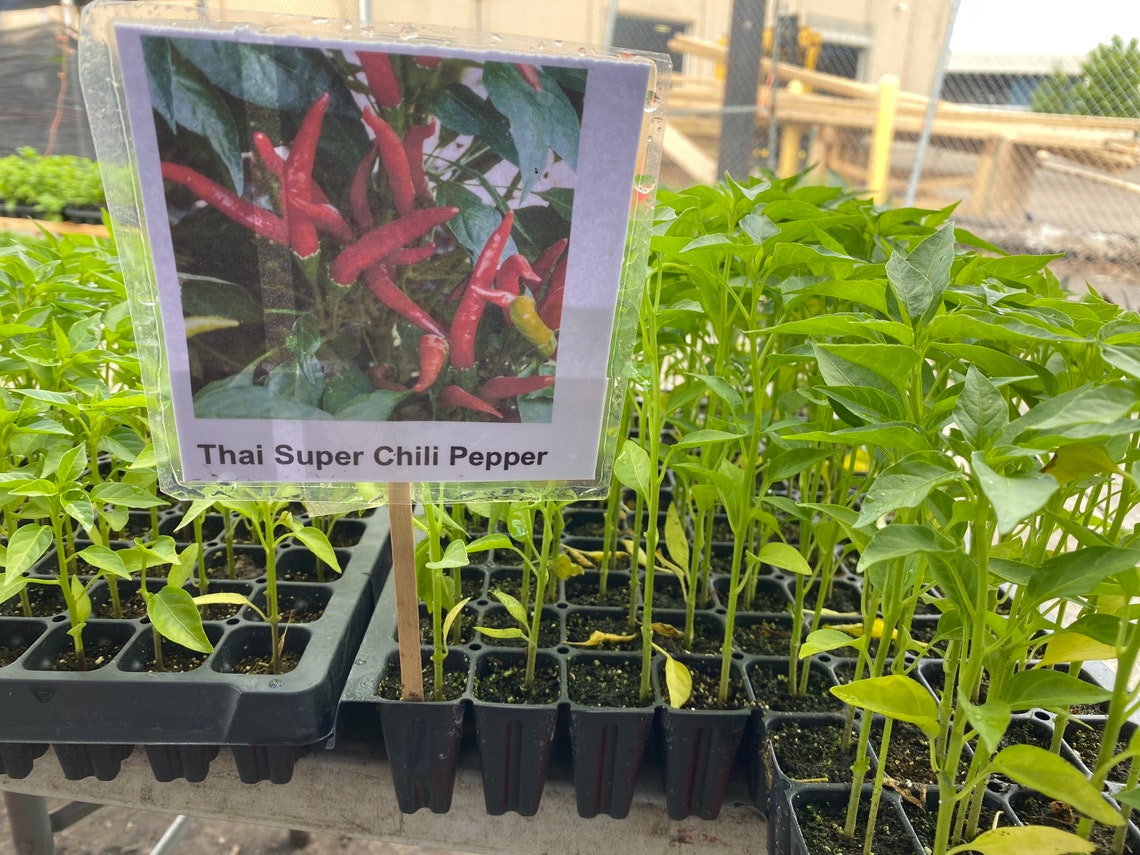 Thai Chili Pepper How To Grow at Fidel Hicklin blog