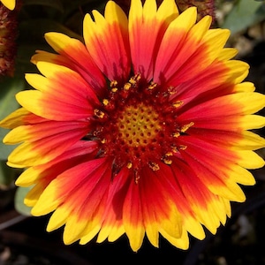Indian Blanket Flower Seed