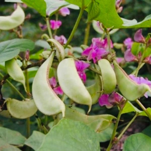 AKAHANA FUJIMAME Magenta Flower Hyacinth Bean Seeds; Lablab purpureus(10+ Seeds)