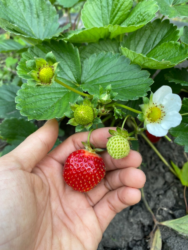 Seascape Everbearing Strawberry Bear Root Plants organic Grow Etsy