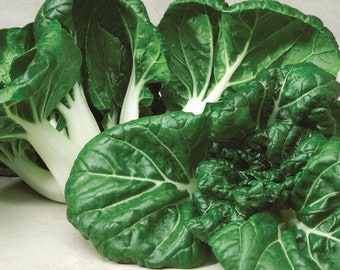 Extra Dwarf Pak Choi Seeds, White Stem Pak Choi Seeds,Asia Vegetable Seeds
