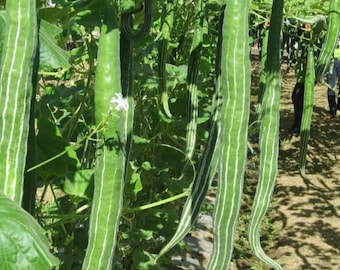 Long Snake Gourd Hybrid Seed,Vegetable Seed