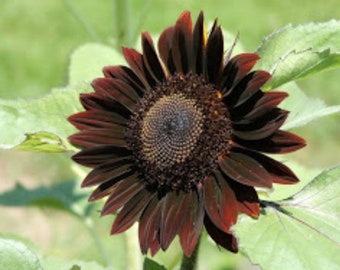 May include: A close-up of a dark burgundy sunflower with a dark brown center. The petals are a deep burgundy color, and the center is a dark brown with tiny seeds. The flower is surrounded by green leaves.