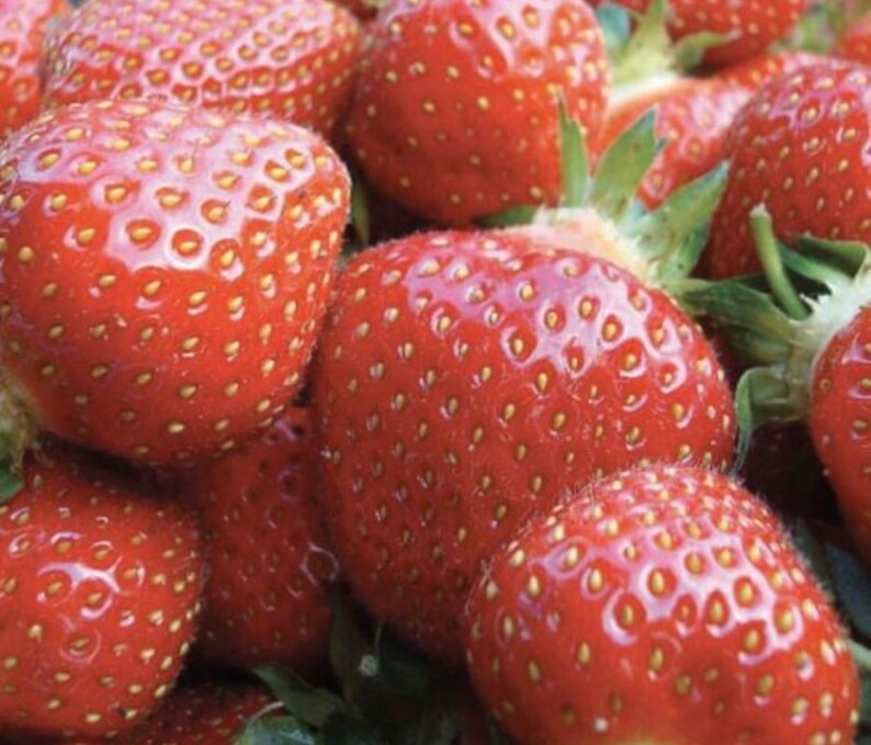 Seascape Everbearing Strawberry Bear Root Plants organic Grow Etsy