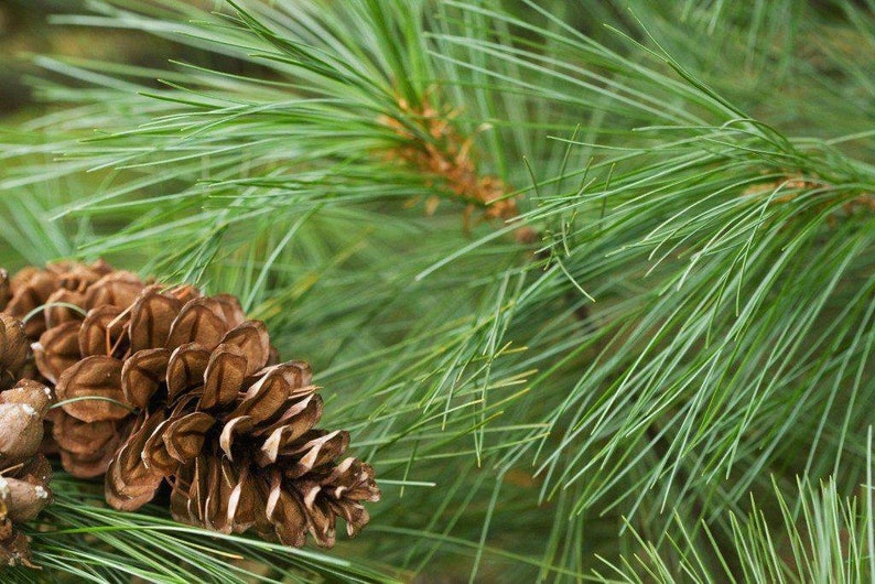 Fresh eastern White Pine needles. Wild harvested. Very high image 0