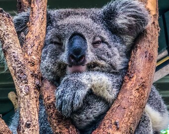 Content Australian Koala Full Coverage Cross Stitch / Needlepoint / embroidery Pattern