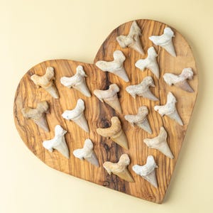 May include: A collection of fossilized shark teeth arranged on a heart-shaped wooden board. The teeth vary in color from off-white to tan and are displayed against a light yellow background. The wooden board has a natural wood grain.