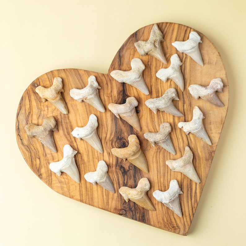May include: A collection of fossilized shark teeth arranged on a heart-shaped wooden board. The teeth vary in color from off-white to tan and are displayed against a light yellow background. The wooden board has a natural wood grain.