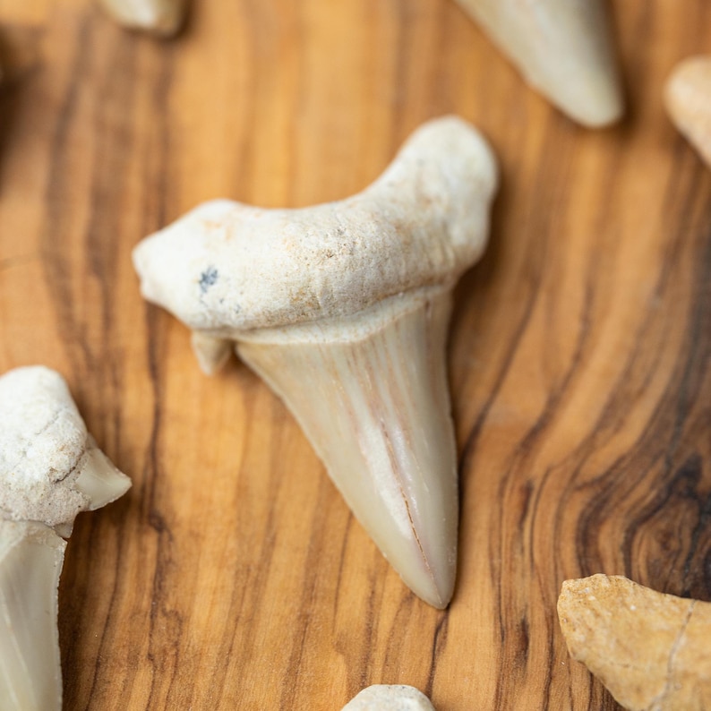 May include: Close-up of several fossilized shark teeth. The teeth are off-white and tan, with a triangular shape and serrated edges. The teeth are arranged on a wooden surface, creating a natural and earthy aesthetic.