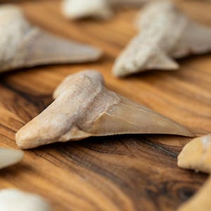 May include: Close-up of several fossilized shark teeth, varying in size and shape, scattered on a wooden surface. The teeth are primarily off-white and tan, with visible ridges and textures. The background is a warm-toned wooden board.