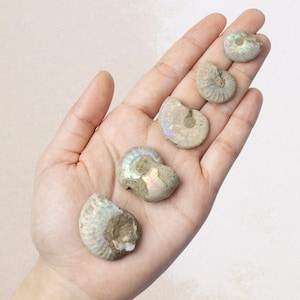 May include: A collection of small, fossilized ammonite shells, showcasing spiral patterns and iridescent colors. The shells are in varying sizes and are held in a hand, offering a glimpse into prehistoric marine life.