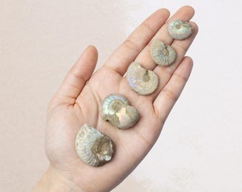 Ammonite Raw Fossil, Natural Shell Specimen, Opalized Ammonite, Rainbow Iridescent Ammonite, Unique Fossil Gift, Collector Item
