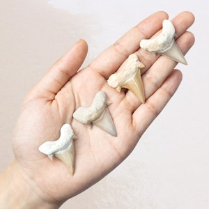 May include: Four fossilized shark teeth, varying in size and shape, are displayed in an open hand. The teeth are primarily off-white and tan, with some having a textured, rough appearance. The background is a soft, neutral tone.