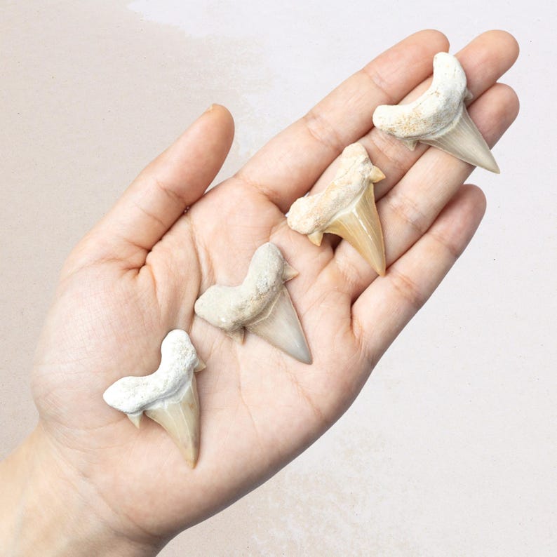 May include: Four fossilized shark teeth, varying in size and shape, are displayed in an open hand. The teeth are primarily off-white and tan, with some having a textured, rough appearance. The background is a soft, neutral tone.