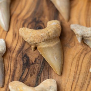May include: Close-up of several fossilized shark teeth. The teeth vary in size and color, with shades of tan, beige, and off-white. The teeth are arranged on a wooden surface, showcasing their natural textures and shapes. A great gift for a fossil collector.