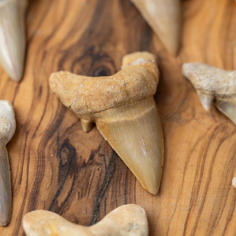 May include: Close-up of several fossilized shark teeth. The teeth vary in size and color, with shades of tan, beige, and off-white. The teeth are arranged on a wooden surface, showcasing their natural textures and shapes. A great gift for a fossil collector.
