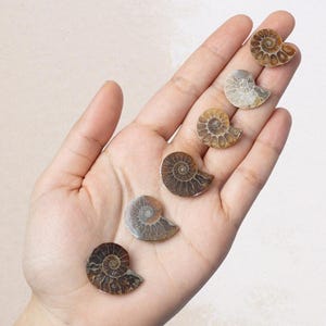 May include: A collection of six fossilized ammonite shells, showcasing intricate spiral patterns and varying shades of brown and tan. The shells are displayed on a light background, highlighting their natural textures and forms.