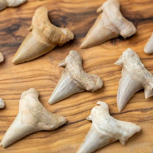 May include: A collection of fossilized shark teeth, showcasing a variety of shapes and sizes. The teeth are primarily off-white and tan, with visible root structures. They are arranged on a wooden surface, highlighting their natural textures and colors.