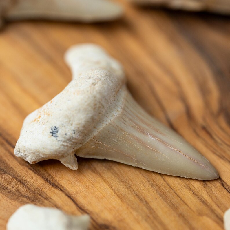 May include: Close-up of a fossilized shark tooth. The tooth is off-white with a slightly curved shape and a sharp, pointed tip. The surface has subtle ridges and a small, dark spot. The background is a blurred wooden surface.