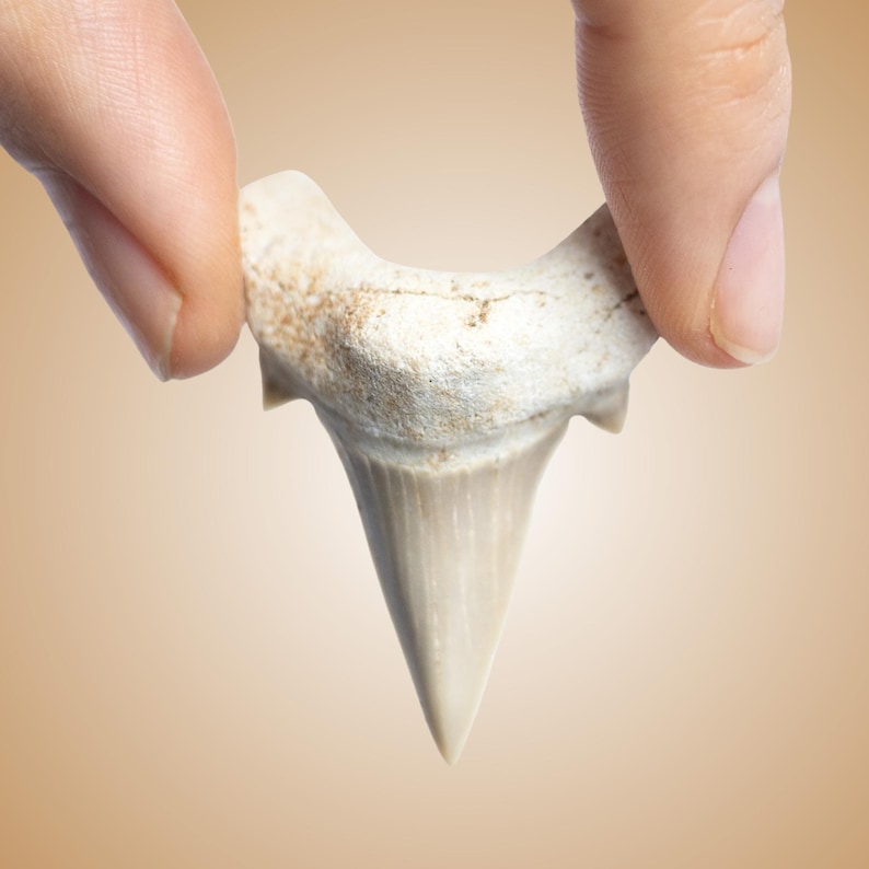 May include: A fossilized shark tooth, held between two fingers, against a warm, neutral background. The tooth is off-white with a triangular shape and a slightly curved root. The texture appears rough and aged.