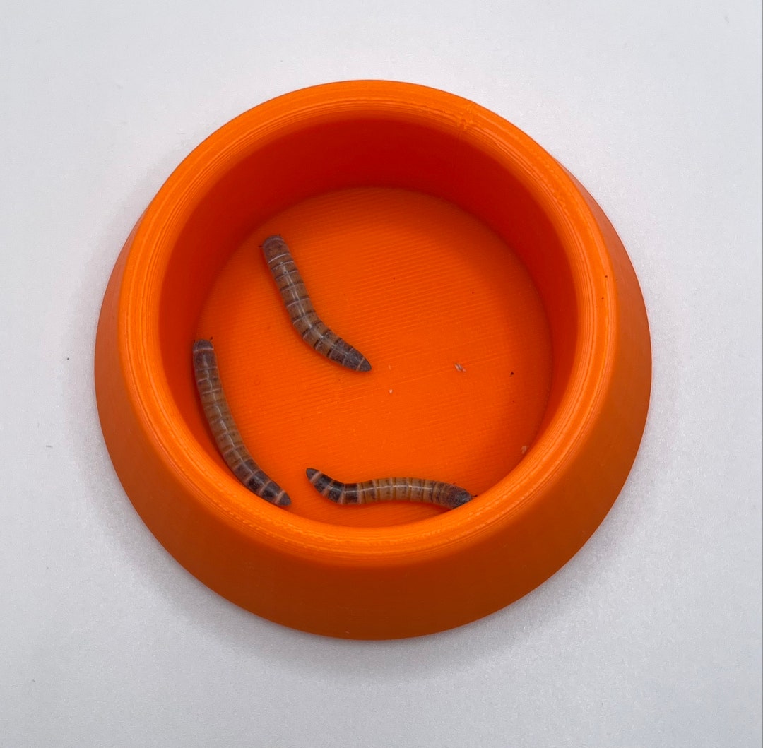 reptile-insect-feeder-no-escape-etsy