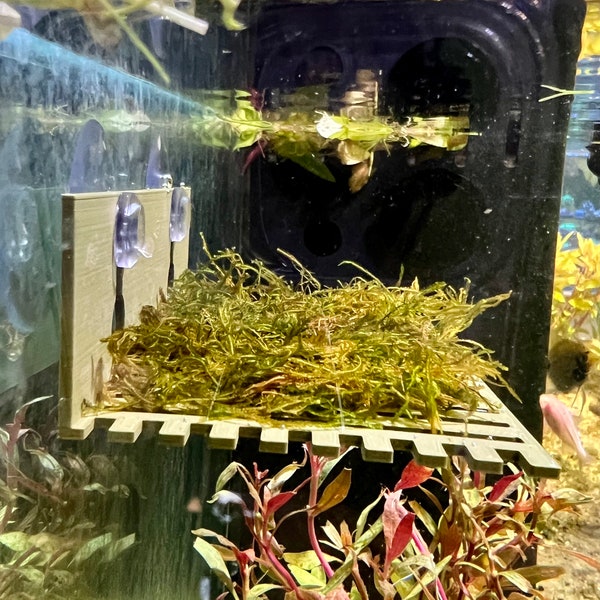 Suction Moss Table/Betta Bed