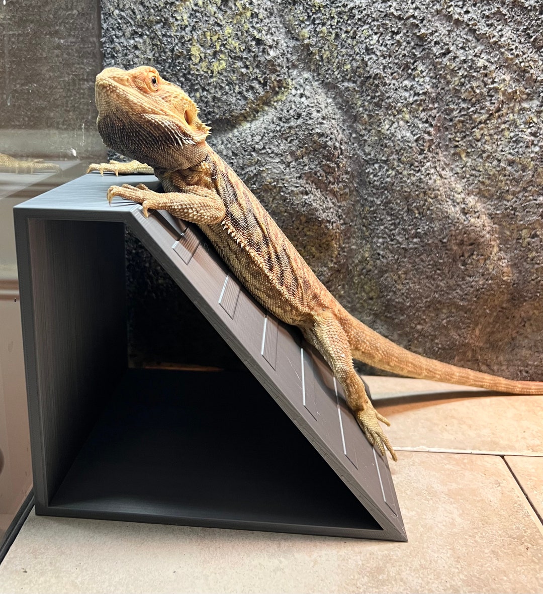 Reptile Ramp - Etsy