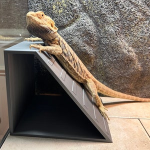 Reptile Ramp