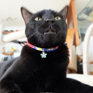 Peut inclure: Un chat noir portant un collier color&eacute; orn&eacute; d'un charm en forme de fleur bleue. Le collier a une base rouge avec un motif de fleurs jaunes et bleues. Le chat regarde vers le haut, la bouche l&eacute;g&egrave;rement ouverte.