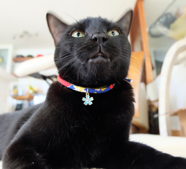 Peut inclure: Un chat noir portant un collier color&eacute; orn&eacute; d'un charm en forme de fleur bleue. Le collier a une base rouge avec un motif de fleurs jaunes et bleues. Le chat regarde vers le haut, la bouche l&eacute;g&egrave;rement ouverte.