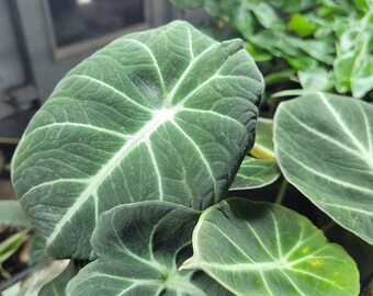 ALOCASIA BLACK VELVET