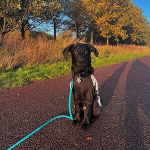 A black labrador sitting facing the camera with a teal lead attached to their collar. They are sitting in front of a row of trees.
