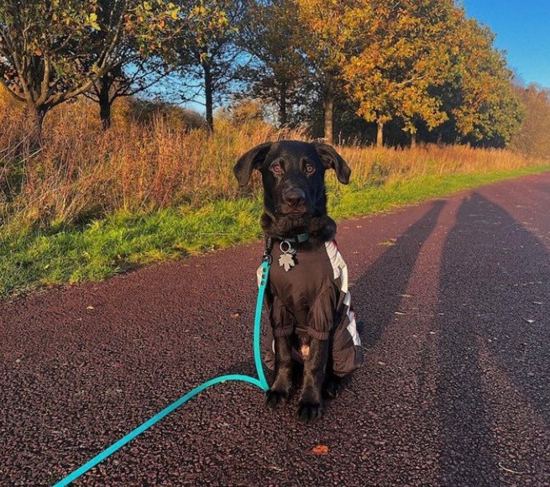 A black labrador sitting facing the camera with a teal lead attached to their collar. They are sitting in front of a row of trees.